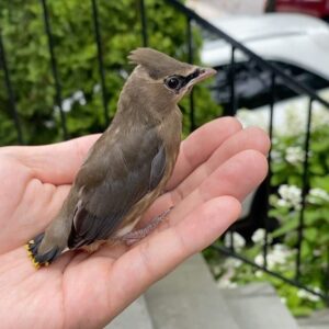 Flowsik Instagram - No cap this bird showed up on my doorstep the other week and I been waiting every morning to see if it would come back hopefully it’s flying high but damn where you at lol