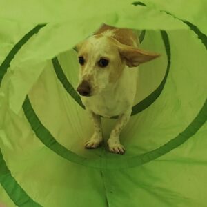 Flowsik Instagram - It’s been 4 years since i had jack,  after all them walks it seems like only yesterday since I first got him ... let me tell you, he came into my life at the perfect time, as if God knew I was going to need a loyal dog by my side for the obstacles that were soon to come ... lots of things changed, it’s been rough ... but it’s because of this dog, I was able to stay afloat mentally up to this point ... love you boy, may you be healthy and live a long life ❤️ 🐶 @jackpoopsalot