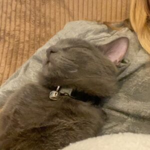 Forrest Griffin Instagram - Fun Fact Friday From Forrest! Sleeping cats are cute. Deal with it. #cat #catsofinstagram #cats #catstagramcat #mycats #russianbluecat #adoptcats #greycat #catstagram #catsleeping #kitten #kittens #kittensofig #kittensofinstagram #catsofig #catlife #lazy #sleepallday #bronson #hisnameisbronson #fact #funfact #itstrue