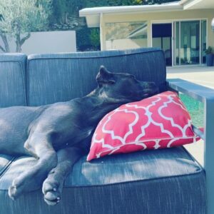 Frank Grillo Instagram - #Rumlow_theCane. Wether it’s my kids or the dog i pretty much get the standard answer …. Nothing. 😜🤣🐶
