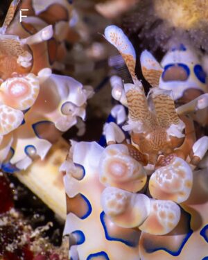 Frank Thelen Instagram - Auch ich muss mal abtauchen 🤿, um für 1h nicht mit meinen Teams & Startups verbunden zu sein. Hierbei hatte ich Glück und habe den seltenen Harlequin Shrimp gesehen. 🦐

Mein Freund Ben Sattler hatte natürlich das perfekte Gadget dabei – eine Kamera mit Blitz 📸 sieht aus wie ein kleines U-Boot. Danke an @nathaliethelen29, dass Du mich ab und zu zum Abtauchen bringst. 😘

#abschalten #alwayson #startups