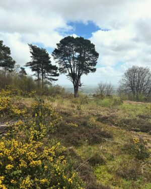 Fred Sirieix Instagram - Back from a spectacular 15kms walk in the Surrey hills. Can you guess where from the pictures? What beautiful and tranquil countryside. The clean air and sounds of the forest is such a good way to clear your head and open the appetite. Left over #beefbourguignon with roast potatoes tonight 😋