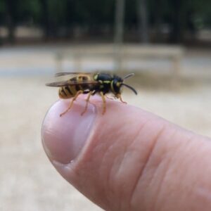 Fred Testot Instagram - L’homme qui murmure à l’oreille des abeilles 🐝 ou DES GUÊPES ENFIN BREF JE SAIS PLUS QUOI 😶 EN TOUS CAS FAUT PROTÉGER LA NATURE 😂