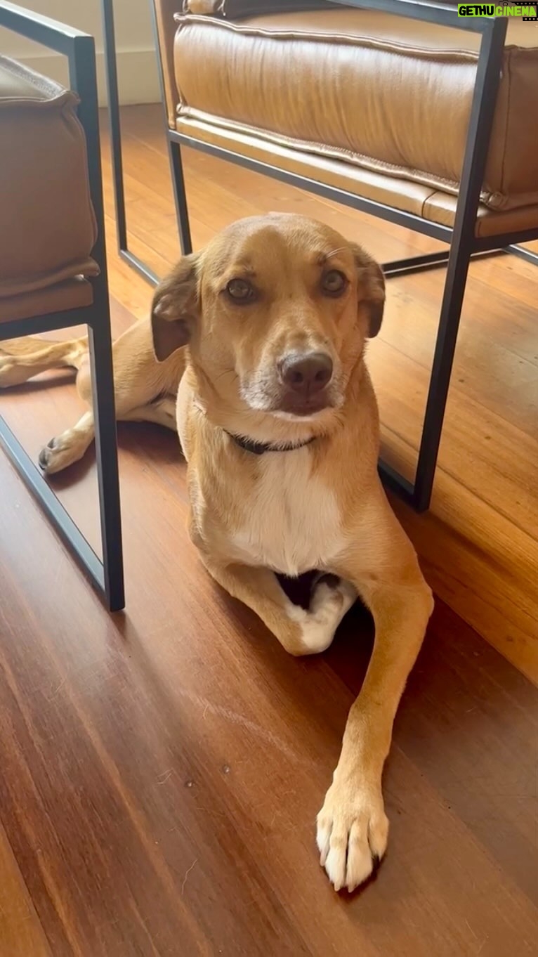 Gabriel Louchard - 8.7K Likes - O clássica cara de “cão arrependido”. #paidepet #viralatacaramelo