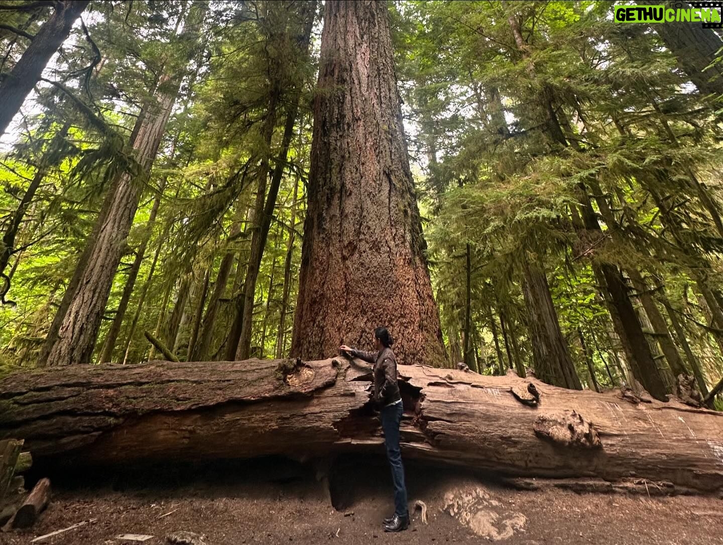 Gabriel Luna - 5.2K Likes - Tofino, BC. #rainforest #stormgazing