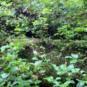Gabriel Luna Instagram - Tofino, BC. #rainforest #stormgazing