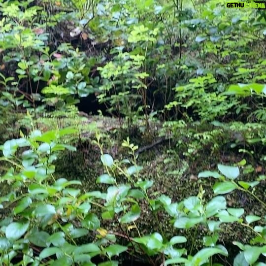Gabriel Luna - 5.2K Likes - Tofino, BC. #rainforest #stormgazing
