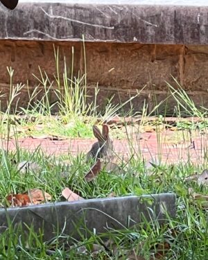 Gabrielle Echols Instagram - I saw a bunny today:) 🐰