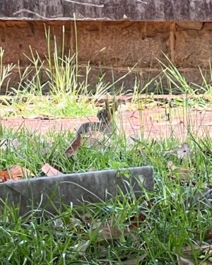 Gabrielle Echols Instagram - I saw a bunny today:) 🐰
