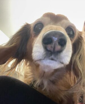 Gabrielle Haugh Instagram - Swipe for a very boopable snoot courtesy of Mimi the sausage dog.