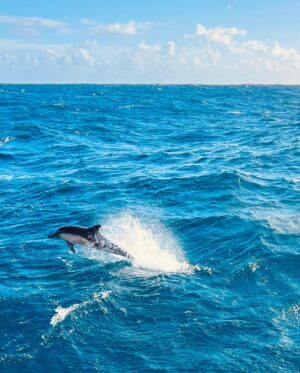 Gaëlle Pietri Instagram - 🌊 TARA 🌊

La Fondation Tara Océan @fondationtaraocean est la première fondation reconnue d’utilité publique consacrée à l’Océan en France. 
Elle a pour mission d’explorer l’Océan par la science pour mieux le comprendre et partager ses connaissances et découvertes scientifiques afin de créer une prise de conscience citoyenne et collective.  L’Océan représente 71% de la surface de notre planète. L’étudier et le protéger c’est prendre soin du système global de notre planète.

Merci à @carolebalducci de nous avoir permis pendant 3 jours de rejoindre la goélette Tara et son équipage pour rendre hommage à Gaspard.  Gaspard était particulièrement sensible à cette cause. Son père, son fils et trois de ses meilleurs amis étaient là pour embarquer lors de ce tour de Bretagne (Lorient/Saint-Malo) particulièrement agité par des vents allant jusqu’à force 10. 
Une leçon d’humilité face à la force des éléments 🙏🏼 🌍 🙏🏼