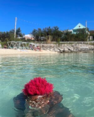 Genesis Lynea Instagram - She’s pink… just incase you didn’t know 

Photographer extraordinaire @fijilife