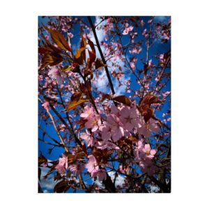 George Clarke Instagram - I absolutely LOVE all of the blossom in London at the moment…it’s so beautiful. Spring has sprung and the days are getting longer and brighter. What a wonderful time of year it is. 

I’m very pleased to see that the @nationaltrust have pledged to plant 4 MILLION blossoming trees by 2030 to help reverse the decline in the number of blossom trees. Wonderful stuff 🌸 
.
.
.
.
#BlossomWatch #EveryoneNeedsNature #NationalTrust #BlossomTrees #Blossom