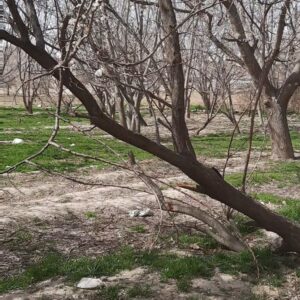 Ghazal Saremi Instagram - #بهار
#چهار_شنبه_سوری 
#شکوفه_بهاری 
#مهرشهر
