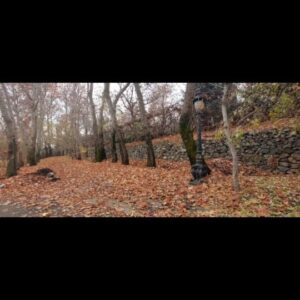 Ghazal Saremi Instagram - وقتی که پرپر میشه گل تو گلدون
خالیه از کبوترا آسمون
حباب بغضم تو گلو میشکنه
ابر چشام دوباره میشه بارون

🎞 برای پاییزی که یک دم بی فکر و خیال،
بی غم از دست دادن و تنها شدن نگذشت...🖤
هزاران افسوس بر دل، امان از این دل 🖤

#سعدآباد #تهران_۱۴۰۱ #غمناک #شهرتو_بگرد #saadabad #پاییز #تهران_از_این_طرف #شمرون #tehran #وقتی_که_برگی_رو_زمین_می_افته #ایرج_مهدیان #خزون #روزهای_خوب_خواهند_آمد #iranshots #پاییز_تنهایی