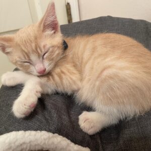 Gianni DeCenzo Instagram - We have cats now.... so that’s a thing. Here are a bunch of cat pics now