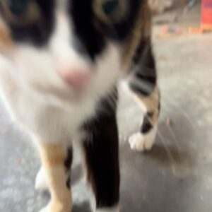 Ginger Gonzaga Instagram - Cute dress. Cute cat. 

Fun fact. I played the designer of this dress on TV a couple years ago.
