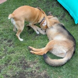 Gino Costa Instagram - 📺 5 de enero del 2023… llego a trabajar y con @yamireyna nos toca presentar la historia del “Hachiko chileno” un perro que llevaba dos meses esperando a su amo fallecido afuera de un Cesfam. Vi su carita y dije sin pensarlo: LO ADOPTO!!! 
HOY se cumple un año contigo y somos inmensamente felices con tu amor 🩵
Con @pollocampos te amamos y te cuidaremos por siempre Hachi 🥰