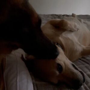 Gino Costa Instagram - 📺 5 de enero del 2023… llego a trabajar y con @yamireyna nos toca presentar la historia del “Hachiko chileno” un perro que llevaba dos meses esperando a su amo fallecido afuera de un Cesfam. Vi su carita y dije sin pensarlo: LO ADOPTO!!! 
HOY se cumple un año contigo y somos inmensamente felices con tu amor 🩵
Con @pollocampos te amamos y te cuidaremos por siempre Hachi 🥰