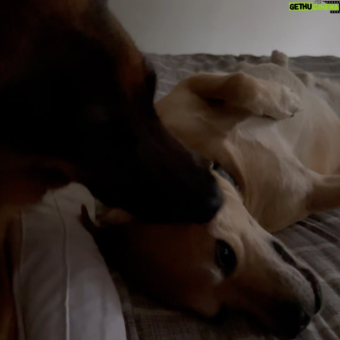 Gino Costa - 3K Likes - 📺 5 de enero del 2023… llego a trabajar y con @yamireyna nos toca presentar la historia del “Hachiko chileno” un perro que llevaba dos meses esperando a su amo fallecido afuera de un Cesfam. Vi su carita y dije sin pensarlo: LO ADOPTO!!!
HOY se cumple un año contigo y somos inmensamente felices con tu amor 🩵
Con @pollocampos te amamos y te cuidaremos por siempre Hachi 🥰