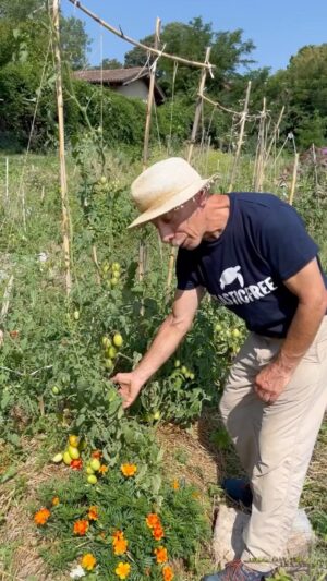 Giovanni Storti Instagram - I pomodori sono intelligenti? Io direi proprio di sì! 🍅✨

#giovalovesnature #giovalovesnaturearoundtheworld #giovasolutions #nature #naturelovers #beautifulnature 
#giovasolutions  #giovacuriositàeconsigli #evitareglisprechi #piante #pomodoro #pomodori