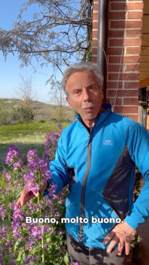 Giovanni Storti Instagram - Stimolate il cervello con la Lunaria annua! 🧠🌸

#giovalovesnature #giovalovesnaturearoundtheworld #giovasolutions #giovacuriositàeconsigli #lunariaannua #stimolareilcervello #nature #amantidellanatura💚 #naturalità