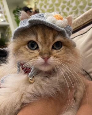 Gisele Chiam Instagram - let me introduce the new addition to our family, Burrito Nacho! 🌯 🐈

he’s one of the friendliest and most playful kittens i’ve ever met! i love how he always sits on my lap when i’m studying, he’s such a cutie! love you, burrito💋💋
•
•
•
•
•
#catsofinstagram #kitten #pet #britishlonghair #goldenblackbritishlonghair #petlovers #animallovers #catlovers #burritonacho