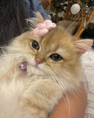 Gisele Chiam Instagram - let me introduce the new addition to our family, Burrito Nacho! 🌯 🐈

he’s one of the friendliest and most playful kittens i’ve ever met! i love how he always sits on my lap when i’m studying, he’s such a cutie! love you, burrito💋💋
•
•
•
•
•
#catsofinstagram #kitten #pet #britishlonghair #goldenblackbritishlonghair #petlovers #animallovers #catlovers #burritonacho