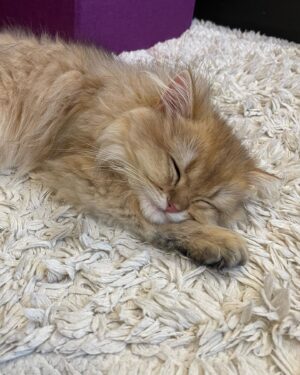 Gisele Chiam Instagram - let me introduce the new addition to our family, Burrito Nacho! 🌯 🐈

he’s one of the friendliest and most playful kittens i’ve ever met! i love how he always sits on my lap when i’m studying, he’s such a cutie! love you, burrito💋💋
•
•
•
•
•
#catsofinstagram #kitten #pet #britishlonghair #goldenblackbritishlonghair #petlovers #animallovers #catlovers #burritonacho
