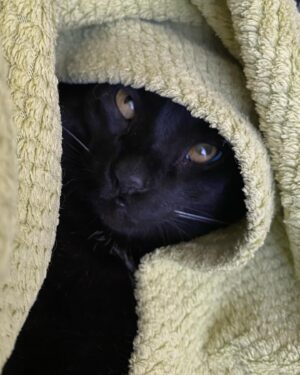 Giulio Mottola Instagram - Una historia de Kuro 🐈‍⬛😍