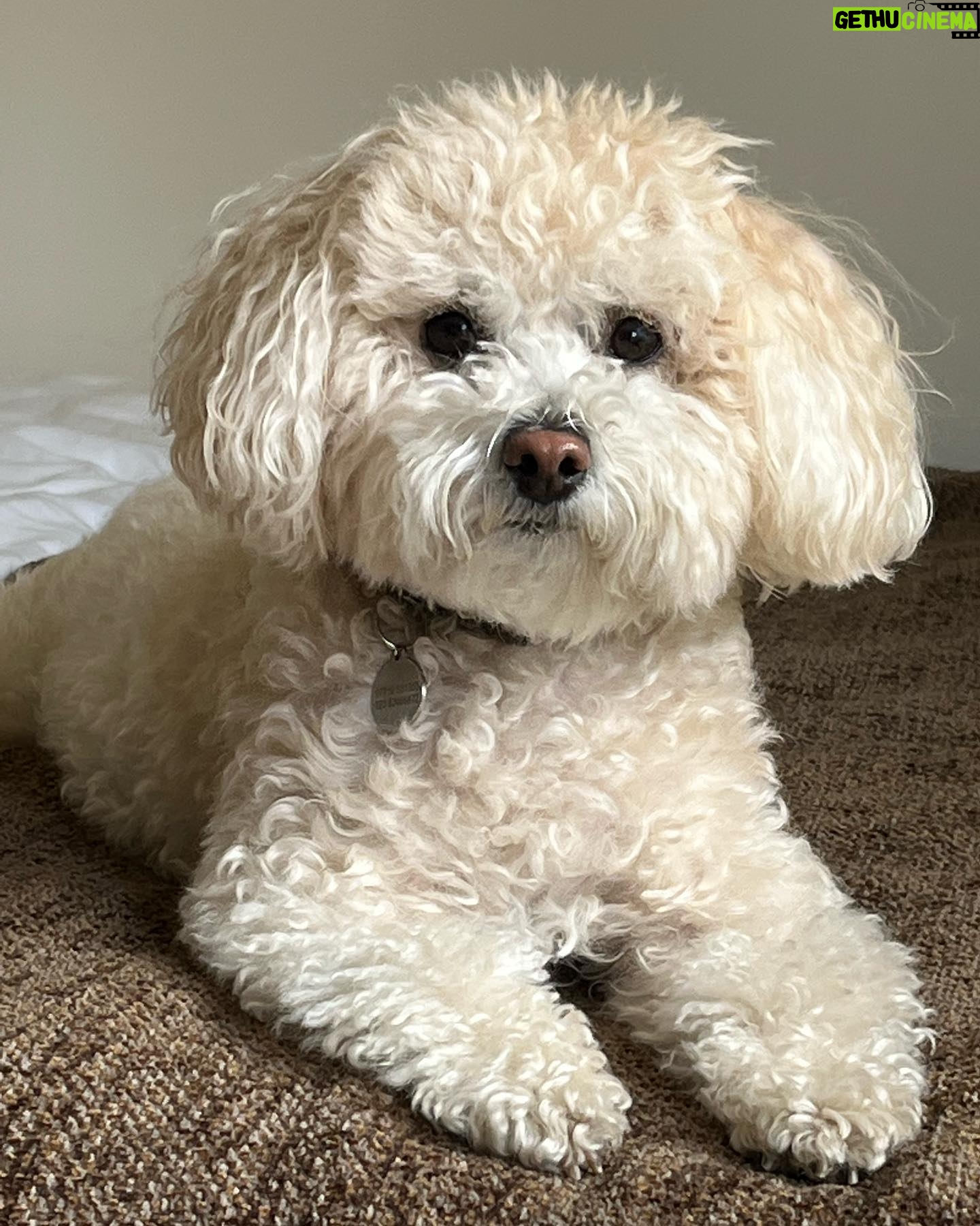 Glynis Barber - 0.9K Likes - My angel. #gigi #maltipoo #puppylove