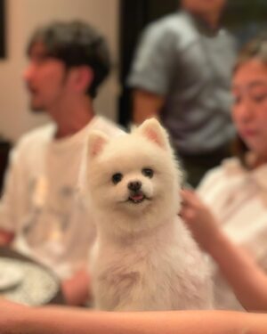 Godfrey Gao Instagram - Swipe right 👉🏼 to see the face you make when your owner pets other dogs 🤣 @badboytheodore @kirbymao #whitepomtheo #badboytheodore