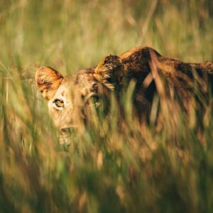 Gonzalo García Vivanco Instagram - Africa’s wild wonders!