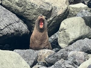 Graham McTavish Instagram - Enjoying a school camp with my youngest daughter and learning about geology. It might not look much but those shells embedded in that rock are 7-8 million years old. It definitely puts life into perspective. The larger rocks are the result of undersea volcanic eruptions before New Zealand even existed!! Cape Palliser also is home to a LOT of seals. I think this one was trying to tell me something. #nz #capepalliser #geologyiscool #hardrock