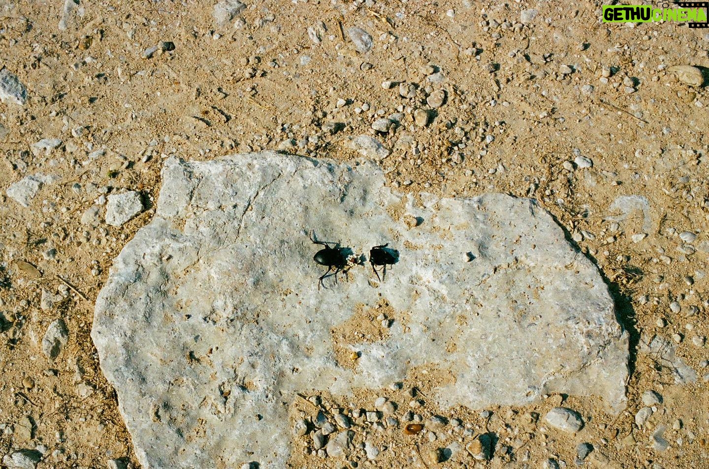 Gratiela Brancusi - 326 Likes - my other neighbor(s) funeral
I was not the author of the beheading. Funeral only
.
.
.
#leicalosers #35mmfilm #analogphotography #ishootfilm #ibelieveinfilm #filmisnotdead #magazine35mm #somewheremagazine #infilmwetrust #777luckyfish #broadmag