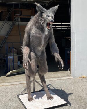 Greg Nicotero Instagram - Had a friend pop by the shop and see our restoration of the original werewolf rod puppet created by Rob Bottin for THE HOWLING!  This has always been one of the most revered creations in horror cinema so getting the chance to restore it with the help of @norman_cabrera_monsters @tomspinadesigns @beth_amber_hathaway @alexdiaz4121 @jeff_himmel Kathy Sulley, Caleb Schneider, Debra Galvez and others at KNB was an honor (especially after how well received our JAWS shark restoration has been on display at the Academy Museum in LA). So who better to inspect it than the one and only @thedeewallace an absolutely amazing woman and friend.  Those of you who saw THAT photo back in Cinefantastique magazine and watched this film know the impact it had on a legion of up and comers.  I’m very proud of this project and what it represents to so many of us!!! #thehowling #rodpuppet #joedante