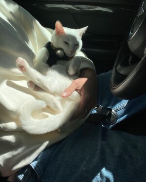 Griffin Gluck Instagram - what da cat doin