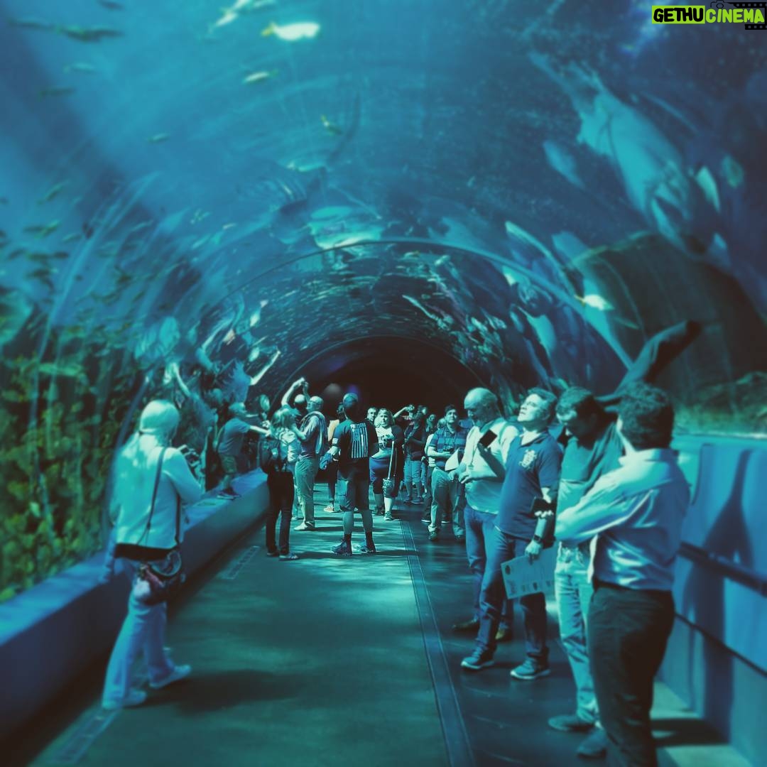 Griffin McElroy - 9.5K Likes - I feel like if an aquarium doesn't have one of these tunnels it doesn't count as an aquarium