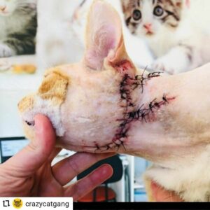Guilherme Fiuza Instagram - #Repost @crazycatgang
...
MALELO, ATACADO POR CÃES 😭

Com várias mordidas de cachorro pelo corpinho, Malelo ia morrer! As mordidas profundas e o tempo de exposição fizeram que Malelo chegasse pra gente morrendo!

Malelo chegou desidratado com ferida toda infectada com pus e algumas áreas necrosadas. Precisou ser sedado para que a limpeza fosse feita e tb medicado! Ele estava com muita dor! 
Agora para que a ferida feche mais fácil, ele vai precisar se uma cirugia chamada “flap de avanço”, que vai ajudar a fechar e recuperar mais rápido. Que sorte que para esse carinha, chegamos a tempo!

Se você tem gato, seja responsável e consciente : tele a sua casa e não deixe ele sair. O gato na rua pode ser atropelado, envenado, atacado! 

Malelo precisa muito da nossa ajuda! Mande um pix doando o valor que você puder, marque seus amigos e compartilhe esse post! Juntos conseguimos ajudar o Malelo e todos os outros gatinhos que estão sob nossa responsabilidade.

Ajude o Malelo:

✔TRANSFERÊNCIA BANCÁRIA

Instituição: 403 - Cora SCD
Agência: 0001
 Conta: 1385067-3
 Nome da Empresa: Crazy Cat Gang
 CNPJ: 41.942.573/0001-11

✔PIX
ccgcwb@gmail.com
ou
CNPJ 41.942.573/0001-11

Força Malelo, estamos com você!