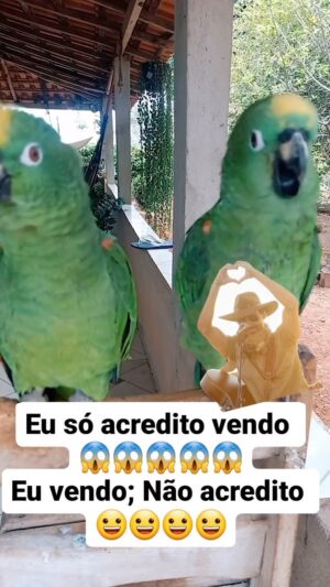Guíto Instagram - Agora pronto ! Cabo o mundo !! Viram o clipe e me mandaram aqui, eu não acreditei! Kkkkk 
Alguém marca a adestradora aí ! Deve ser fã do Tibério !