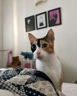 Gulshan Devaiah Instagram - Ira Meowmin:  2010- 23rd March 2024. 
Daughter to Gulshan and Kallirroi, mother to Freddy, Io, Batman, Ginger Singh and Einstein. 

As of 9:21am our baby Ira has been set free. It’s just two weeks of her being visibly unwell. The doctors struggled to diagnose her because her cancer did not go by the book. We started chemotherapy but she showed a rapid decline. 

One week after we returned from our wedding, she followed me up the stairs asking for food. She was skinny and very very pregnant. That day she chose us to be her parents. Since then she has given us countless moments of joy, comfort, laughter and unconditional love. Through her children she gave joy to three more households.
These words are not nearly enough to contain the truth of our experience with her. 
She was beautiful to look at, but her heart was incomparable. She knew everything and she forgave everything and she loved everything. She has been the glue and the matriarch of our family. She gave and gave until the very end. Puzoo, the OG, patataki, mooshmini, cheeksmin, main girl we will remember you every day. We will keep looking for you.  Today we are fractured. 

Puzimi be free, eat lots of salmon, play with feathers and enjoy with Santosh. Yours, forever, mama and papa.