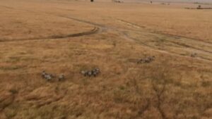 Gursimran Khamba Instagram - Ballooning over the Masai Mara to see the AMAZING wildebeest migration ✅✅✅ #kenya #bucketlistthings
