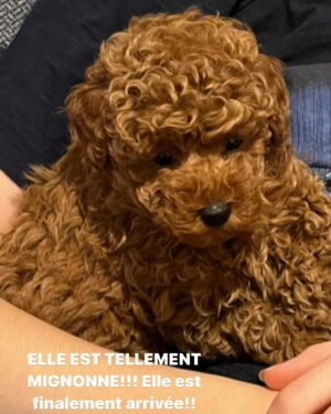 Guy A. Lepage Instagram - On cherche un nom pour notre nouvelle arrivante. J’ai proposé Francine. La patronne a dit non.
@mel_campeau