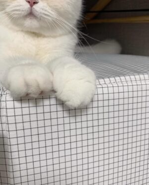 Gwak Soo-jin Instagram - 따뜻한 설 연휴 되세요- 새복많!

(내 겨울 필수템 히트텍, 그리고 적...😼)