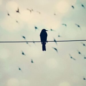 Habib Rezaei Instagram - ‏‎این روزها که می گذرد، هر روز
‏‎احساس می کنم که کسی در باد
‏‎فریاد می زند
‏‎احساس می کنم که مرا
‏‎از عمق جاده های مه آلود
‏‎یک آشنای دور صدا می زند
‏‎آهنگ آشنای صدای او
‏‎مثل عبور نور
‏‎مثل عبور نوروز
‏‎مثل صدای آمدن روز است
‏‎آن روز ناگزیر که می آید
‏‎روزی که عابران خمیده
‏‎یک لحظه وقت داشته باشند
‏‎تا سربلند باشند
‏‎و آفتاب را
‏‎در آسمان ببینند
‏‎....
‏آن‎روز
‏‎پرواز دست های صمیمی
‏‎در جستجوی دوست
‏‎آغاز می شود
....
‏‎روزی که دست خواهش، کوتاه
‏‎روزی که التماس، گناه است
‏‎و فطرت خدا ‏‎در زیر پای رهگذران پیاده رو
‏‎بر روی روزنامه نخوابد
‏‎و خواب نان تازه نبیند
‏‎روزی که روی درها
‏‎با خط ساده ای بنویسند:
‏‎«تنها ورود گردن کج، ممنوع»
‏‎و زانوان خسته ی مغرور
‏‎جز پیش پای عشق
‏‎با خاک آشنا نشود
‏‎و قصه های واقعی امروز
‏‎خواب و خیال باشند
‏‎و مثل قصه های قدیمی
‏‎پایان خوب داشته باشند... ‏‎روزی که آسمان
‏‎در حسرت ستاره نباشد
‏‎روزی که آرزوی چنین روزی
‏‎محتاج استعاره نباشد
‏‎ای روزهای خوب که در راهید!
‏‎ای جاده های گمشده در مه!
‏‎ای روزهای سخت ادامه!
‏‎از پشت لحظه ها به در آیید!
‏‎ای روز آفتابی
‏‎ای مثل چشم های خدا آبی!
‏‎ای روز آمدن!
‏‎ای مثل روز، آمدنت روشن!
‏‎این روزها که می گذرد، هر روز
‏‎در انتظار آمدنت هستم!
‏‎اما
‏‎با من بگو که آیا، من نیز
‏‎در روزگار آمدنت هستم؟ *فرازهایی از شعر
‏‎”این روزها که می گذرد...” ‏‎شاعر: استاد فقید«قیصر امین پور»

همین.