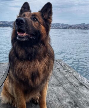 Hakan Dinçkol Instagram - Carlos 🤎