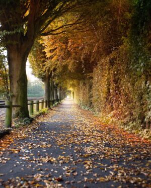 Hakan Ka Instagram - Son 8 senedir dünyadaki büyük sayfaların her sonbaharda defalarca yayınladığı Londra fotoğrafım farklı kerelerde çektiğim farklı versiyonlarıyla gelsin. 
#autumn #autumnvibes #autoestima #sonbahar #london #londra #victorialondon #england #londonautumn