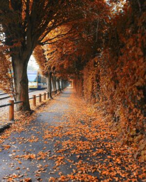 Hakan Ka Instagram - Son 8 senedir dünyadaki büyük sayfaların her sonbaharda defalarca yayınladığı Londra fotoğrafım farklı kerelerde çektiğim farklı versiyonlarıyla gelsin. 
#autumn #autumnvibes #autoestima #sonbahar #london #londra #victorialondon #england #londonautumn