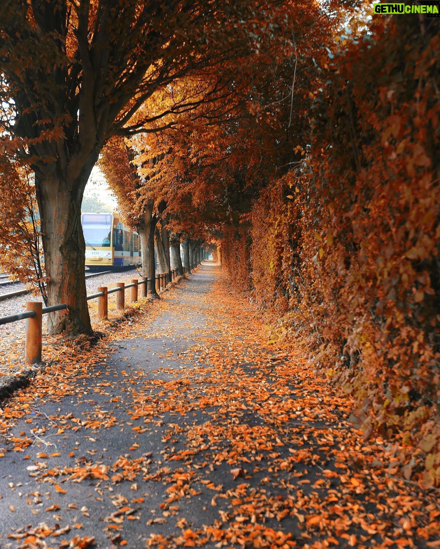 Hakan Ka - 2.2K Likes - Son 8 senedir dünyadaki büyük sayfaların her sonbaharda defalarca yayınladığı Londra fotoğrafım farklı kerelerde çektiğim farklı versiyonlarıyla gelsin.
#autumn #autumnvibes #autoestima #sonbahar #london #londra #victorialondon #england #londonautumn