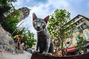 Hakan Ka Instagram - İstanbul’un bi kedisi bir de kendisi 🐈 😻😽